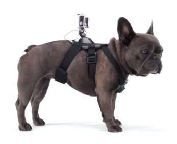 Крепление на собаку для экшн-камер (Dog Harness)