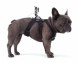 Крепление на собаку для экшн-камер (Dog Harness)